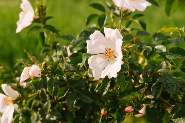 Primer plano de una flor de rosa mosqueta en flor hecha al aire libre a la luz del sol