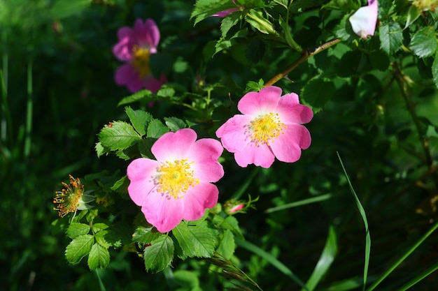 Primer plano de flor de rosa mosqueta púrpura