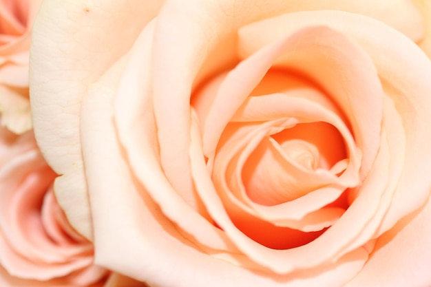 Primer plano de una flor de rosa naranja claro, los pétalos están bellamente en capas rosa