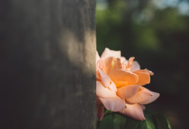 Foto primer plano de la flor de la rosa naranja