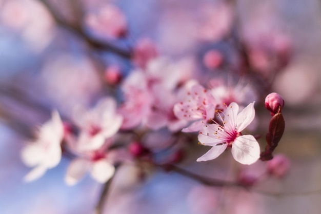 Un primer plano de una flor rosa con la palabra cereza