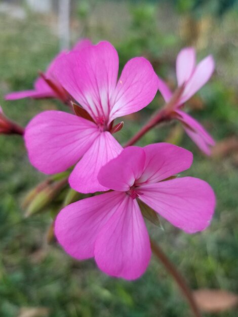 Foto un primer plano de una flor rosa con la palabra geranio