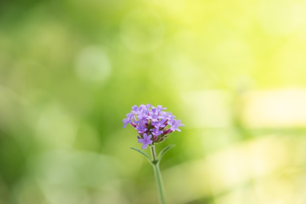 Foto primer plano de una flor rosa púrpura sobre un fondo verde borroso en el jardín con espacio para copiar usando como fondo de pantalla y concepto de portada