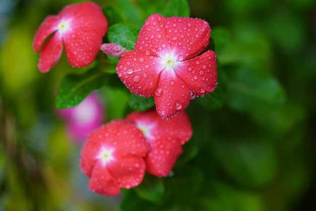 Foto primer plano de una flor de rosa roja húmeda