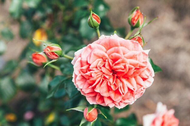 Primer plano de la flor de la rosa roja