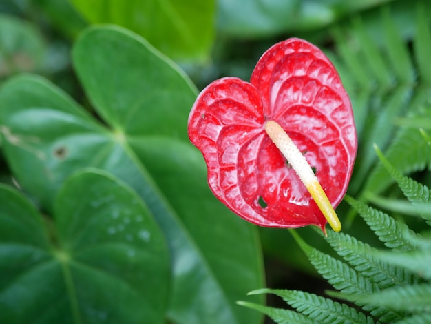 Foto primer plano de la flor de la rosa roja