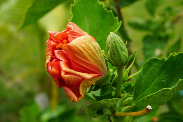 Primer plano de la flor de la rosa roja