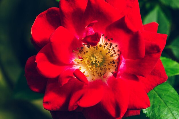 Foto primer plano de la flor de la rosa roja