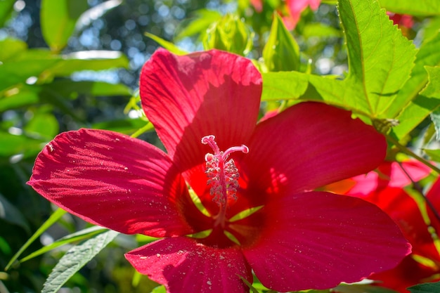 Foto primer plano de la flor de la rosa roja