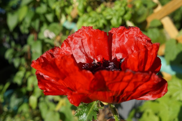 Primer plano de la flor de la rosa roja