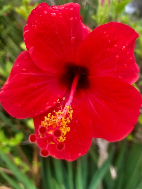 Foto primer plano de la flor de la rosa roja