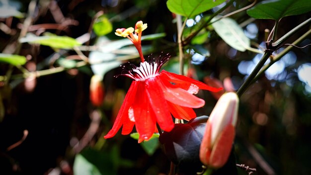 Foto primer plano de la flor de la rosa roja