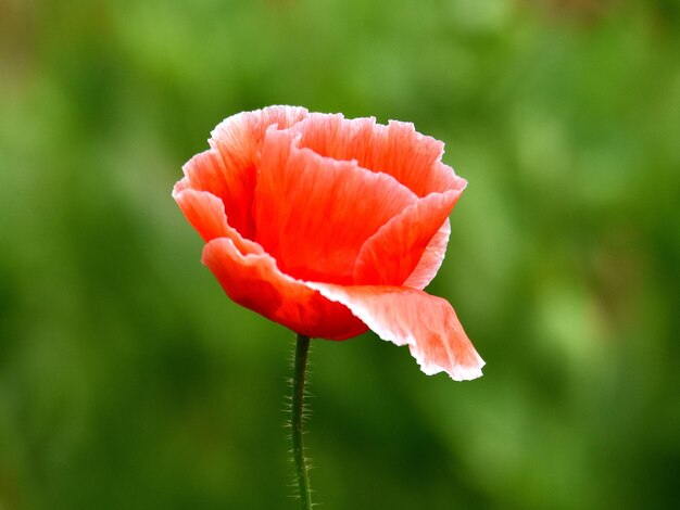 Foto primer plano de la flor de la rosa roja