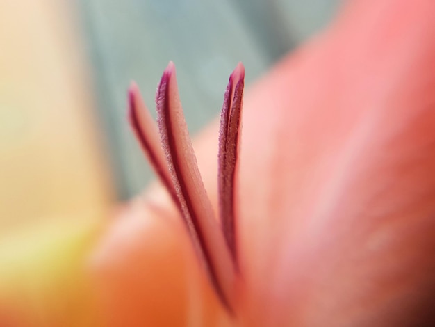 Primer plano de la flor de la rosa roja