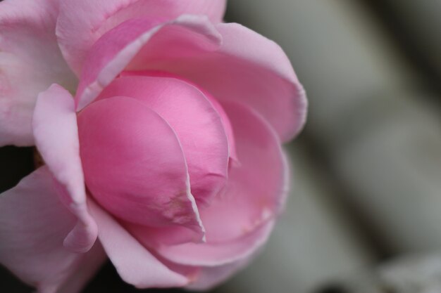 Primer plano de flor rosa rosa para el día de san valentín