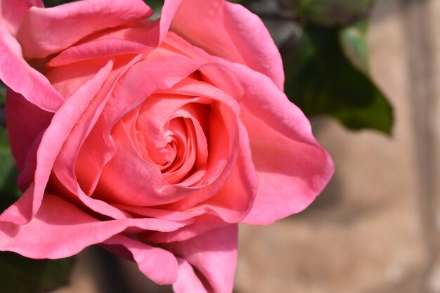 Foto primer plano de flor rosa rosa en el jardín