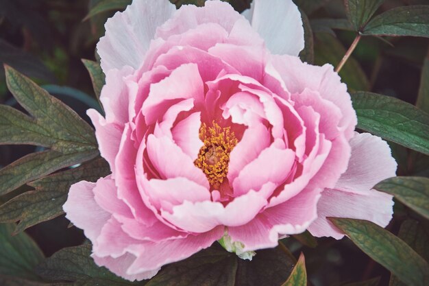 Foto primer plano de la flor de la rosa rosada