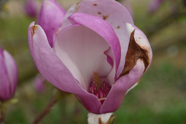 Foto primer plano de la flor de la rosa rosada