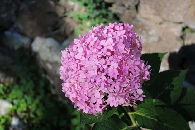 Foto primer plano de la flor de la rosa rosada