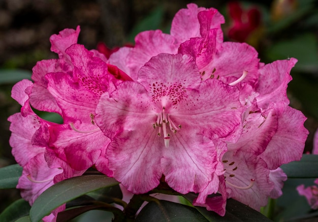 Foto primer plano de la flor de la rosa rosada
