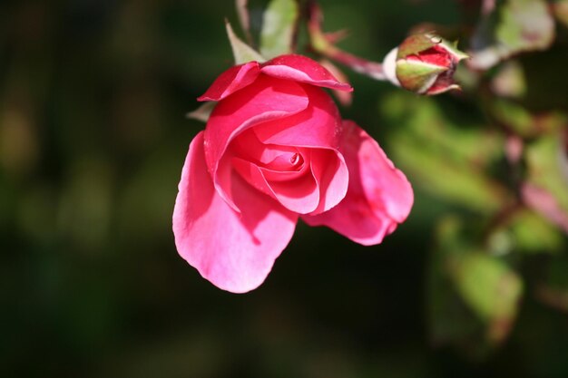 Primer plano de la flor de la rosa rosada