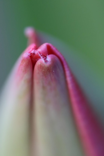 Foto primer plano de la flor de la rosa rosada