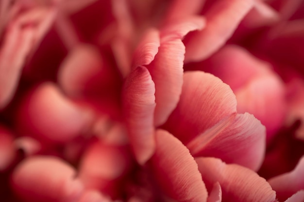 Primer plano de la flor de rosa rosada