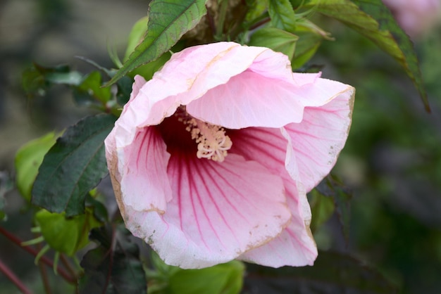 Foto primer plano de la flor de la rosa rosada