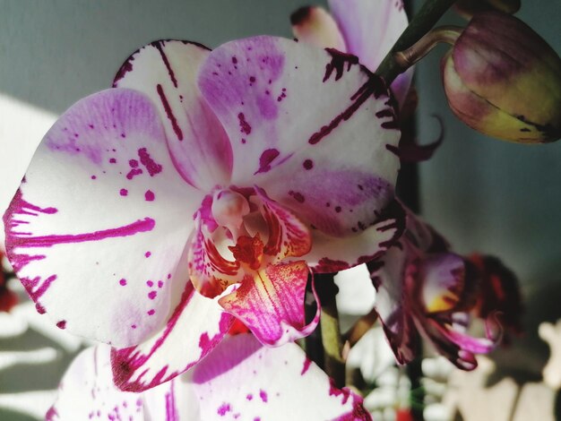 Foto primer plano de la flor de rosa rosada