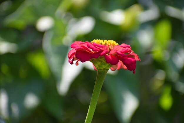 Primer plano de la flor de la rosa rosada