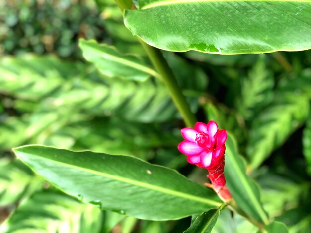 Foto primer plano de la flor de la rosa rosada