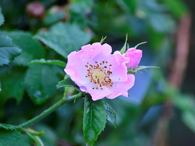 Foto primer plano de la flor de la rosa rosada