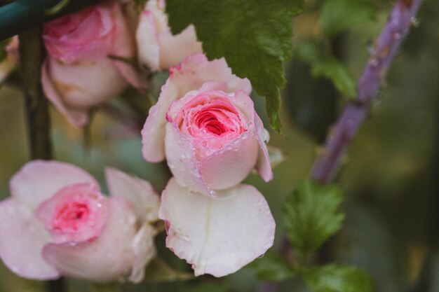 Foto primer plano de la flor de la rosa rosada