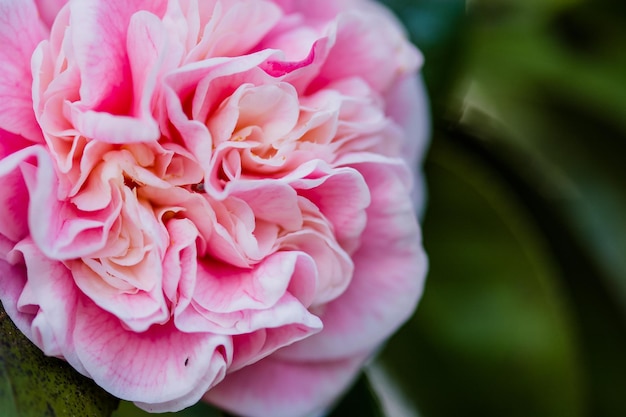 Foto primer plano de la flor de la rosa rosada