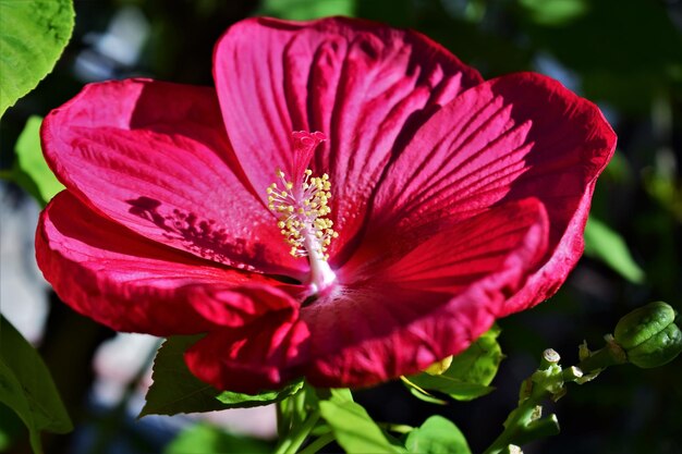 Foto primer plano de la flor de la rosa rosada