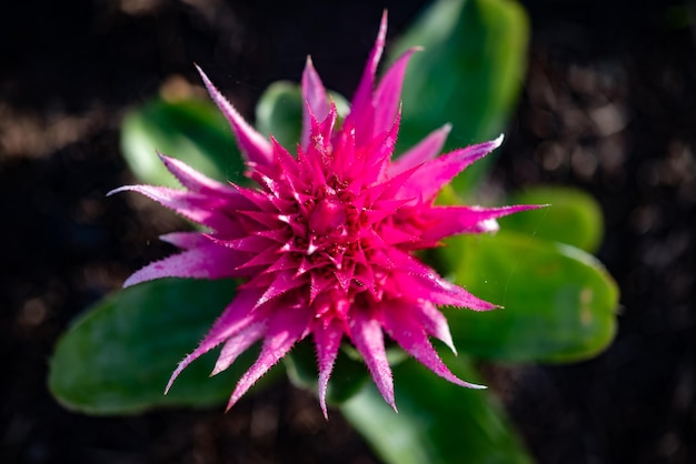 Primer plano de flor rosa Urnplant pétalos duros y afilados Flor rosa explosiva de Aechmea fasciata Baker o planta de jarrón de plata Fondo de hojas verdes Flora exótica en Tenerife Islas Canarias España