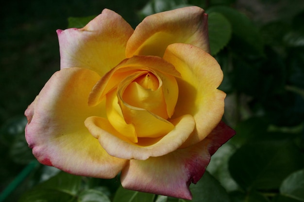 Primer plano de la flor de la rosa