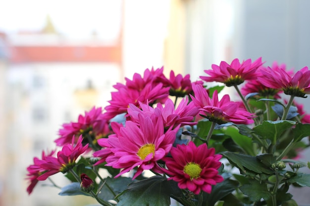 Primer plano de flor rosa