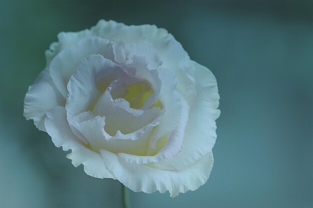 Foto primer plano de la flor de la rosa