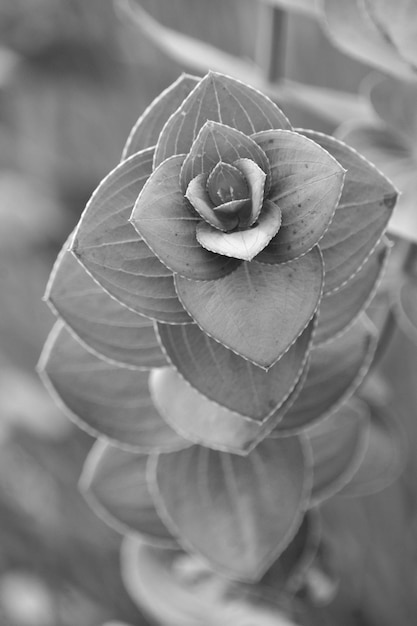 Primer plano de la flor de rosa