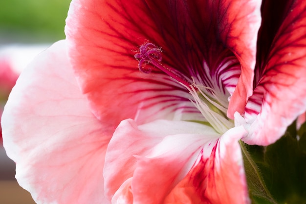 Primer plano de flor rosa