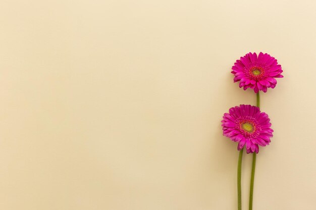 Foto primer plano de una flor rosada contra un fondo blanco