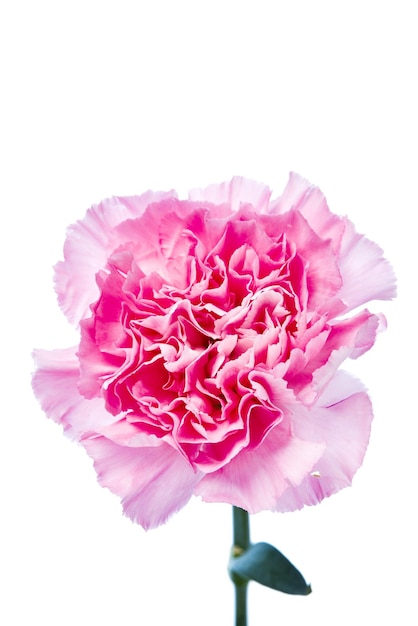 Foto primer plano de una flor rosada contra un fondo blanco