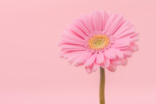 Foto primer plano de una flor rosada contra un fondo blanco