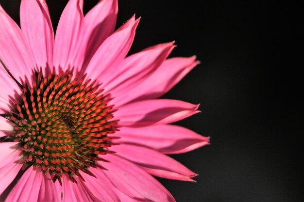 Foto primer plano de una flor rosada contra un fondo negro