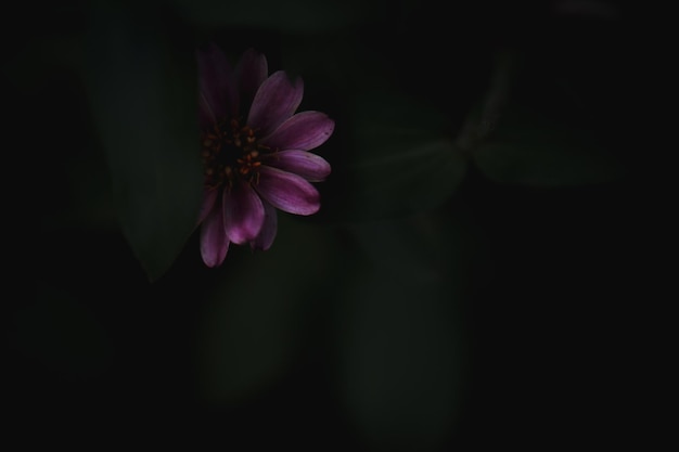 Foto primer plano de una flor rosada contra un fondo negro