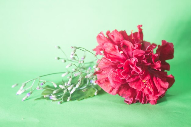 Primer plano de una flor rosada contra un fondo verde