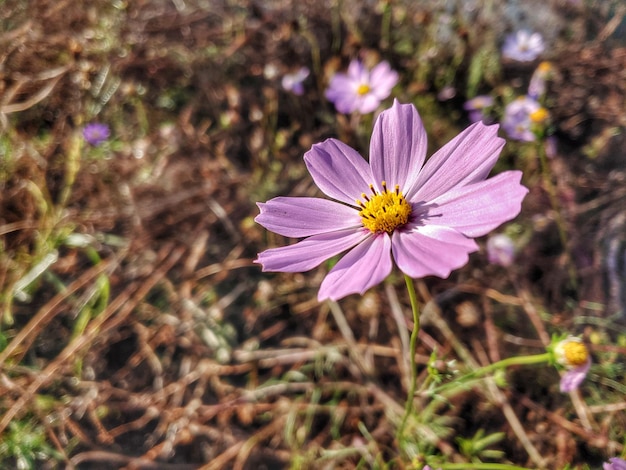 Primer plano de la flor rosada del cosmos en el campo