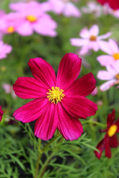 Foto primer plano de la flor rosada del cosmos