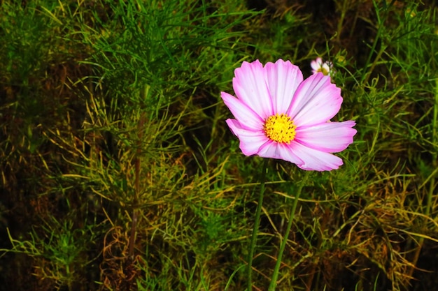 Foto primer plano de la flor rosada del cosmos